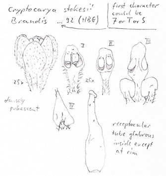 Vorschaubild Cryptocarya stocksii Meisn.